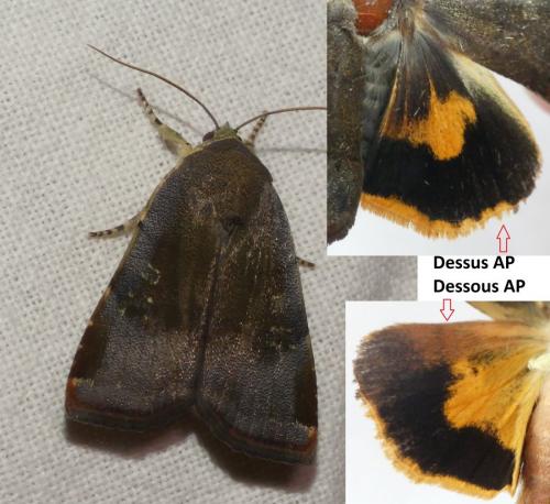 Noctua janthina